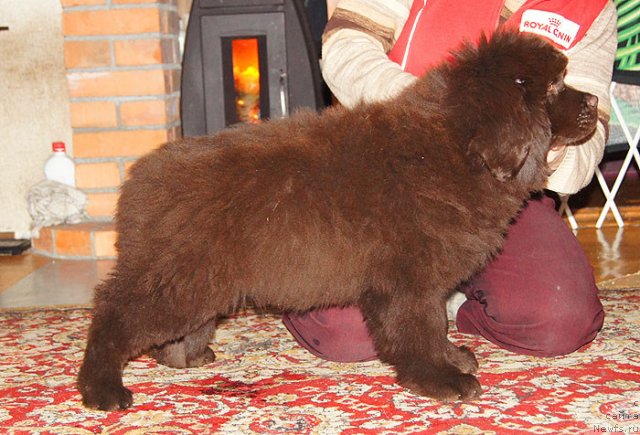 Фото: ньюфаундленд Акватория Келвин Спирит зе Некст