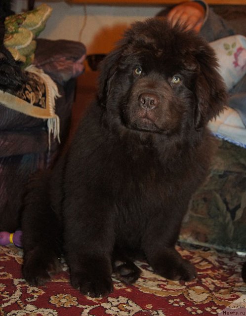 Фото: ньюфаундленд Акватория Келвин Спирит зе Некст