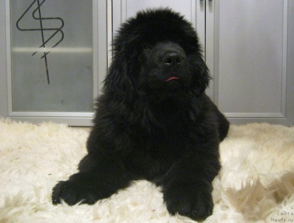 Фотография № 81801