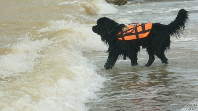 Фото: ньюфаундленд Мэджикал Оушен Дип Лав