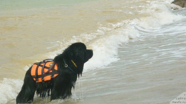 Фото: ньюфаундленд Мэджикал Оушен Дип Лав