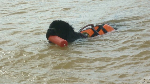 Фото: ньюфаундленд Мэджикал Оушен Дип Лав