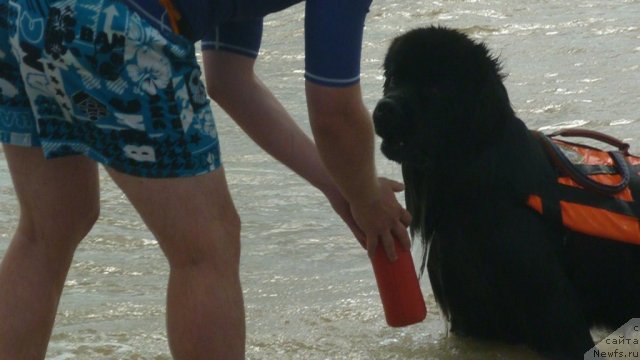 Фото: ньюфаундленд Мэджикал Оушен Дип Лав