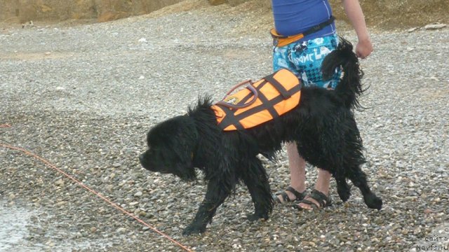 Фото: ньюфаундленд Мэджикал Оушен Дип Лав