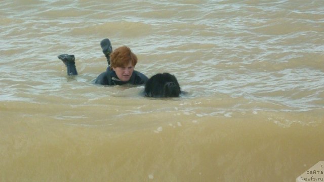 Фото: ньюфаундленд Мэджикал Оушен Дип Лав, Ирина Долотова