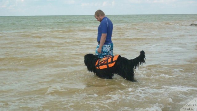 Фото: ньюфаундленд Мэджикал Оушен Дип Лав