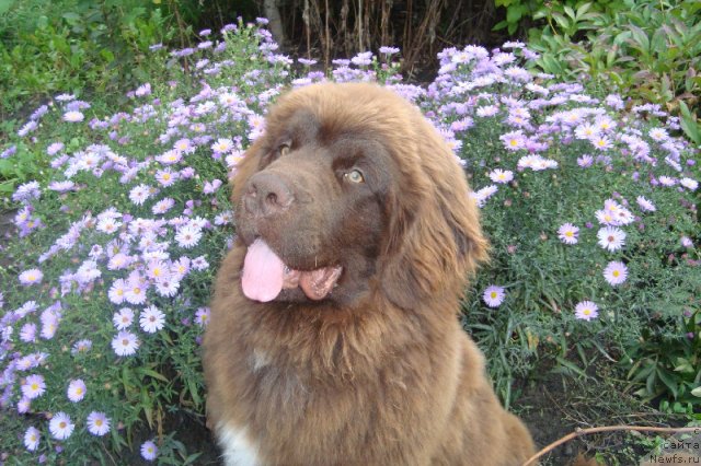 Фото: ньюфаундленд Акватория Келвин Райз Афтэ Ми (Aquatoriya Kelvin Rise After Me)