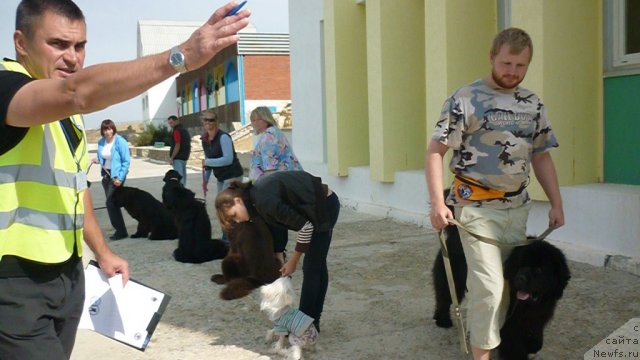 Фото: ньюфаундленд Мэджикал Оушен Дип Лав, Андрей Щербаков, Вадим