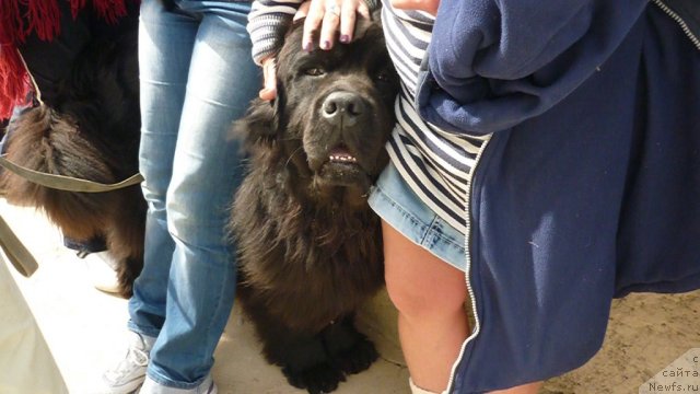 Фото: ньюфаундленд Мэджикал Оушен Дип Лав