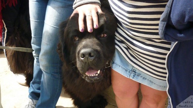 Фото: ньюфаундленд Мэджикал Оушен Дип Лав