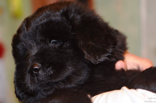 Фото: ньюфаундленд Примадонна Климская