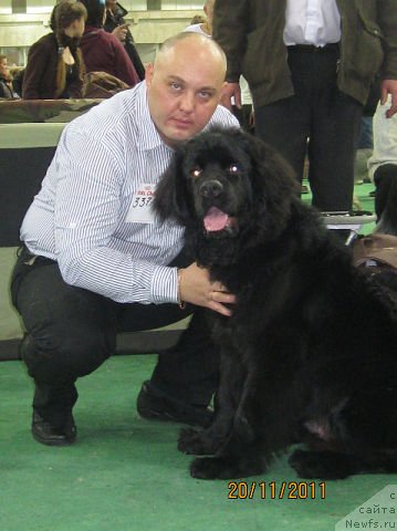 Фото: Андрей Барановский, ньюфаундленд Сент Джонс Челенжер