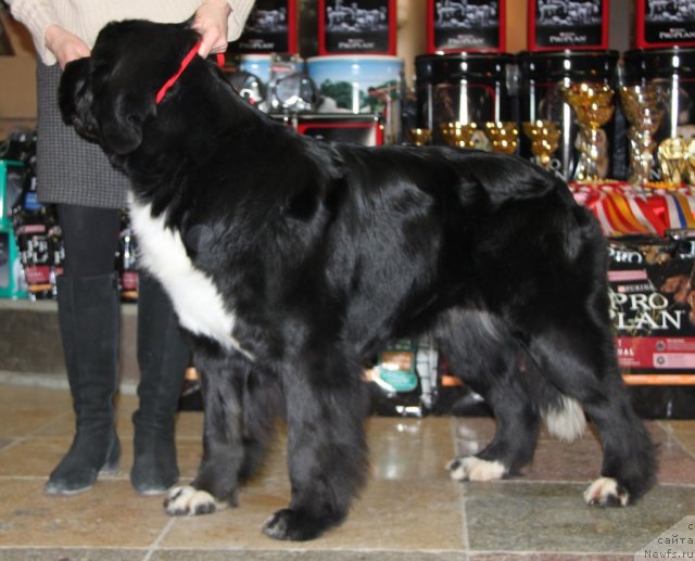 Фотография № 81844