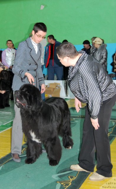 Фото: ньюфаундленд Флагман от Сибирского Медведя (Flagman ot Sibirskogo Medvedja), Светлана Гордиенко