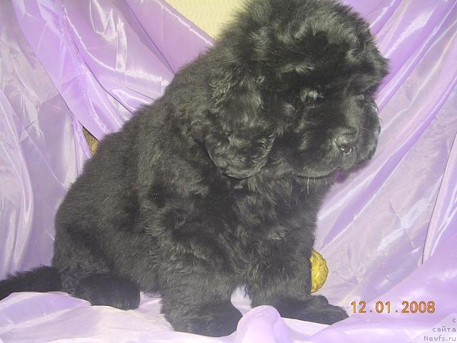 Фото: ньюфаундленд Жанр Эксклюзив из Медвежьего Яра