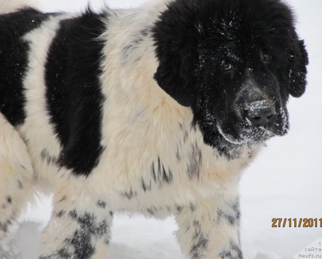 Фото: ньюфаундленд Супер Бизон Екатеринбург (Super Bizon Ekaterinburg)