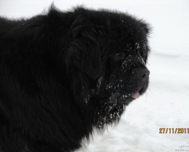 Фото: ньюфаундленд Их Высочество Владлена Маджикс