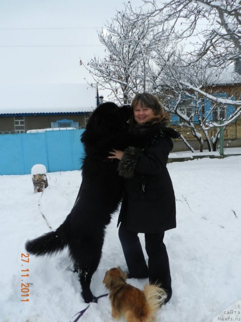 Фото: ньюфаундленд Цесарь Нельсон Тайгер Блек, Екатерина Ушакова