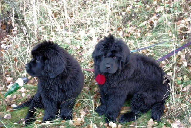 Фотография № 81878