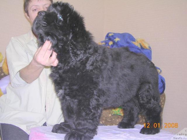 Фото: ньюфаундленд Жанр Эксклюзив из Медвежьего Яра