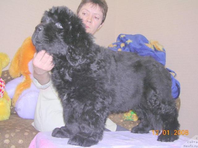 Фото: ньюфаундленд Жанр Эксклюзив из Медвежьего Яра