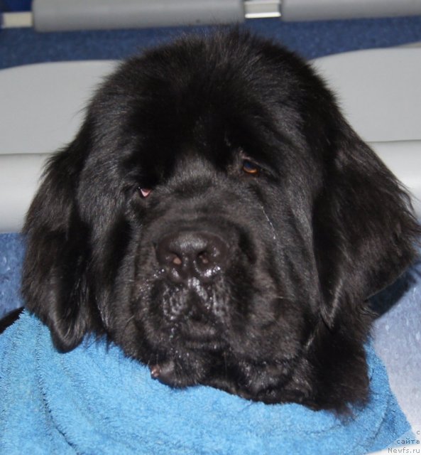 Фото: ньюфаундленд Их Высочество Гиацинта Бриз