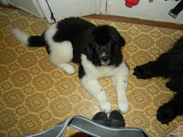 Фото: ньюфаундленд Чинзано Асти от Сибирского Медведя