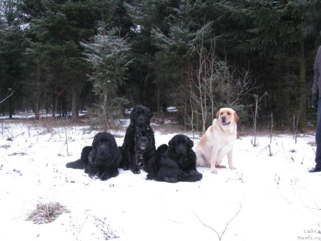 Фото: ньюфаундленд Амулет Любви и Счастья (Amulet Lyubvi i Schastya), ньюфаундленд Сангрия, ньюфаундленд Норт Фэйс Лаванда
