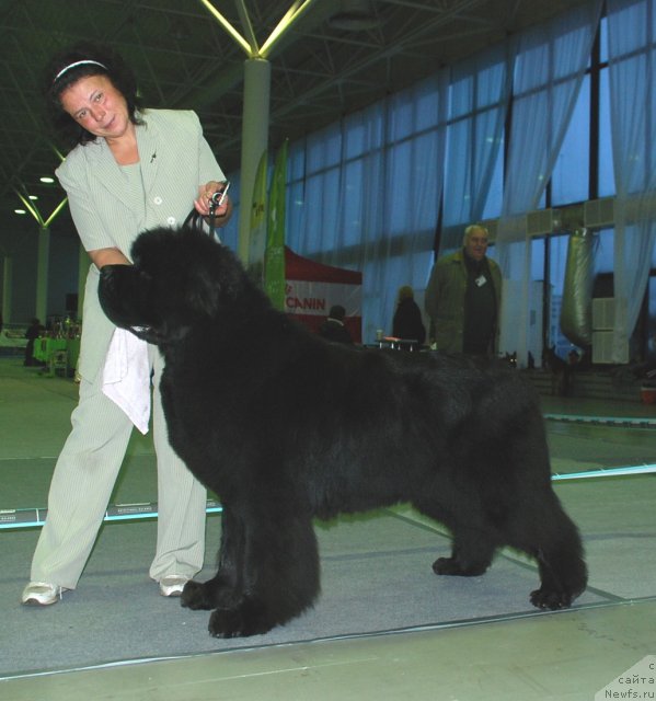 Фото: ньюфаундленд Смигар Нансен Неустрашимый (Smigar Nansen Neustrashimy)