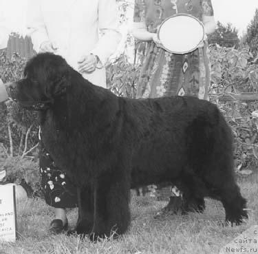 Фото: ньюфаундленд Tabus Seabrook Nobelle Prize