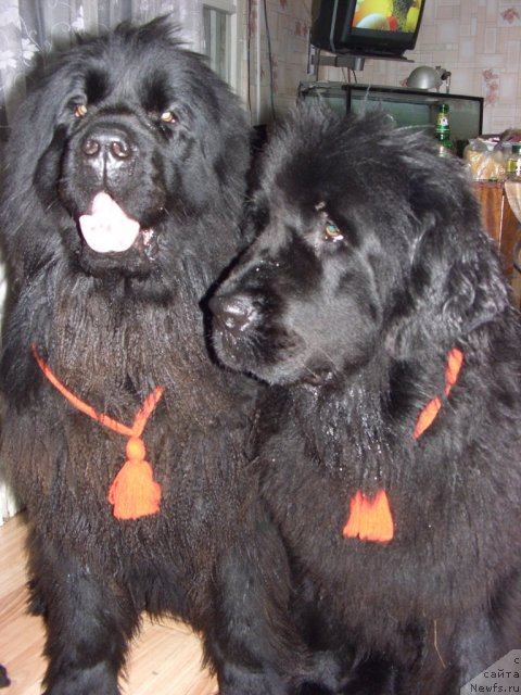 Фото: ньюфаундленд Большая Медведица, ньюфаундленд Барышня