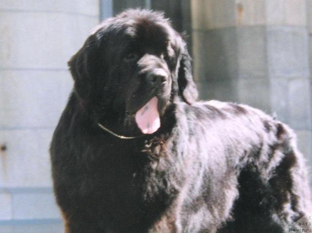 Фото: ньюфаундленд Seal Coves Espen til Kloofbear