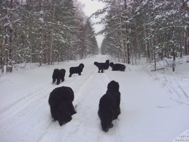 Фото: ньюфаундленд Акин Соул София, ньюфаундленд Лесная Сказка Лунная Соната, ньюфаундленд Анджел Викториус, ньюфаундленд Глэд Ту Си Джипси, ньюфаундленд Барышня, ньюфаундленд Большая Медведица, Фрося