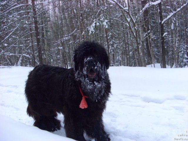 Фото: ньюфаундленд Акин Соул София