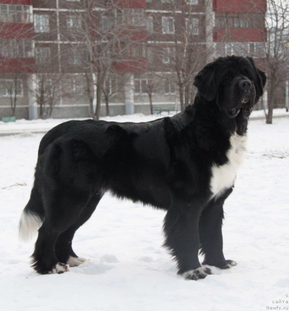 Фото: ньюфаундленд Икона Стиля