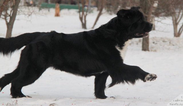 Фото: ньюфаундленд Икона Стиля