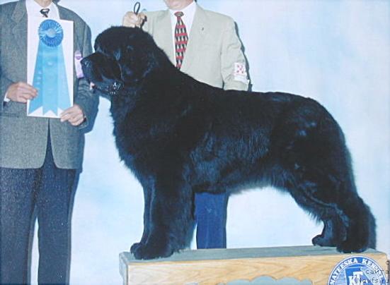 Фото: ньюфаундленд Seal Coves Espen til Kloofbear