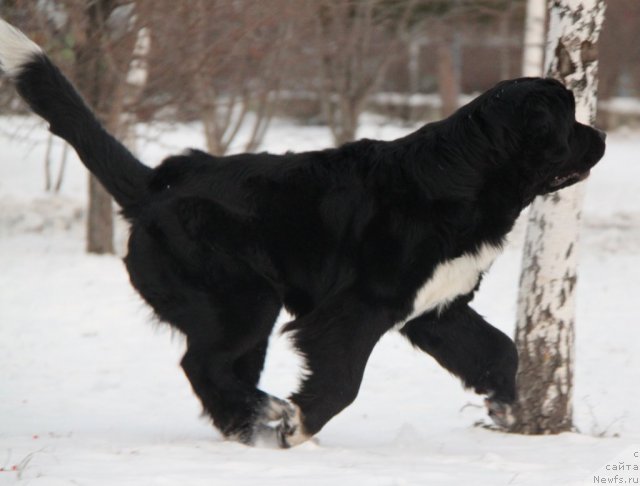 Фотография № 81930