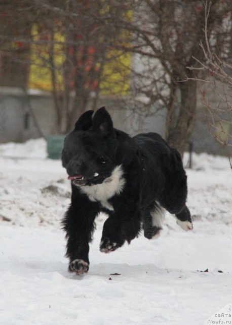 Фото: ньюфаундленд Икона Стиля