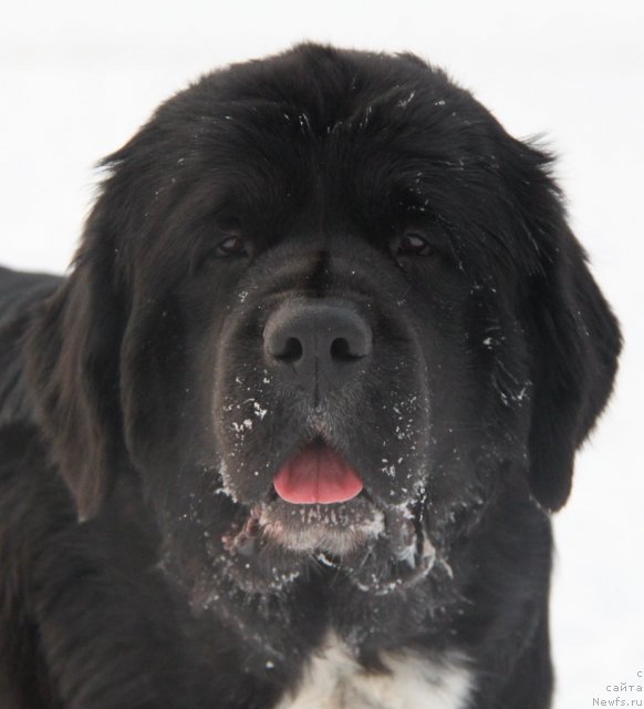 Фото: ньюфаундленд Икона Стиля
