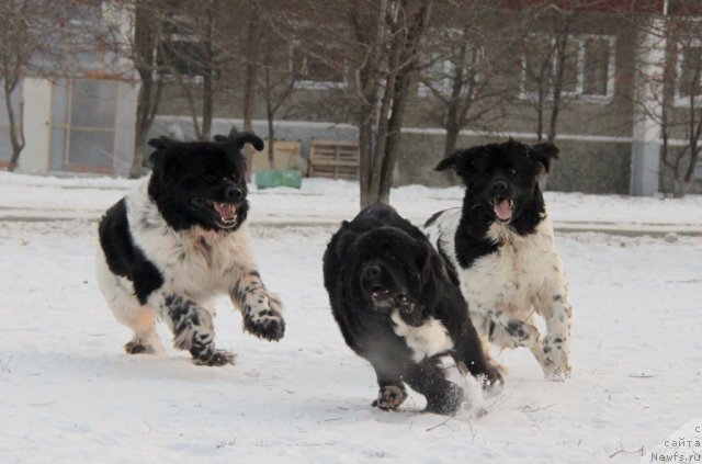 Фотография № 81933