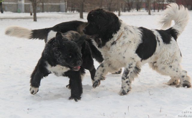 Фотография № 81934