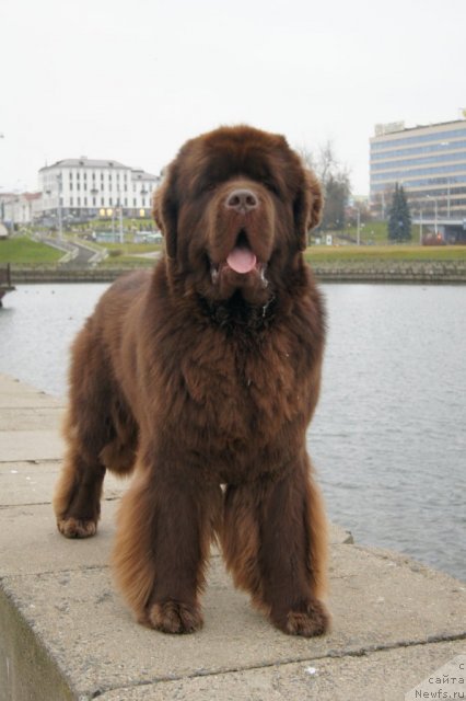 Фото: ньюфаундленд Aetna vom Riesrand