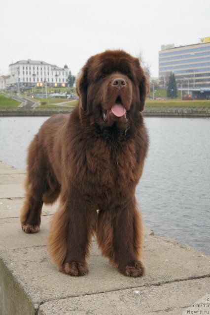 Фото: ньюфаундленд Aetna vom Riesrand