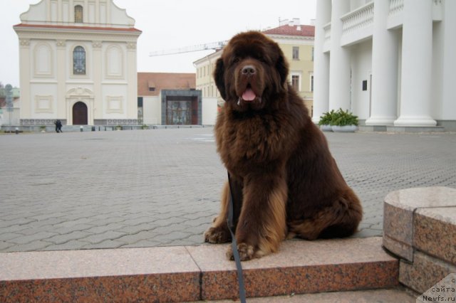 Фото: ньюфаундленд Aetna vom Riesrand