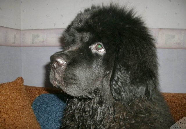 Фото: ньюфаундленд Кипер Соул Лайон Хэерт