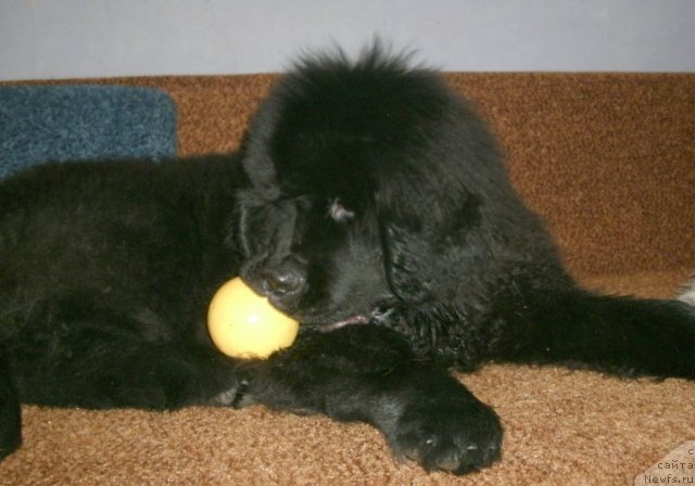 Фото: ньюфаундленд Кипер Соул Лайон Хэерт