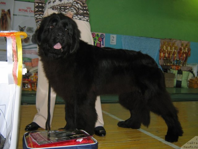 Фотография № 81975