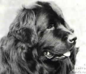 Фото: ньюфаундленд Bearbrook's Sailor of Moonfleet