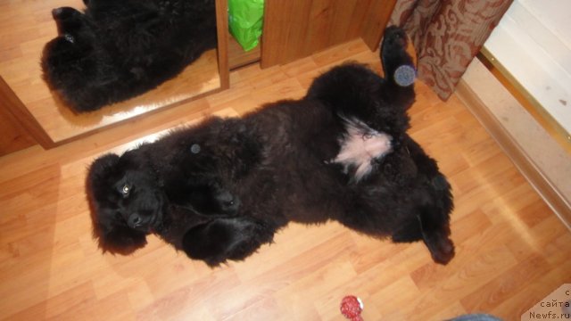 Фото: ньюфаундленд Дюрбахлер Клаб Виллаж Дюбеф